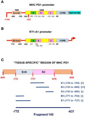 Hormonal Regulation of the MHC Class I Gene in Thyroid Cells: Role of the Promoter “Tissue-Specific” Region